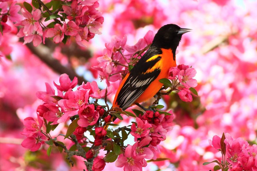 Oriole In A Crab Apple Tree Photograph By Debbie Storie Pixels