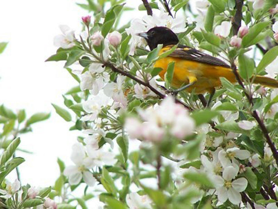 Oriole in Apple Tree Photograph by Christine Lathrop