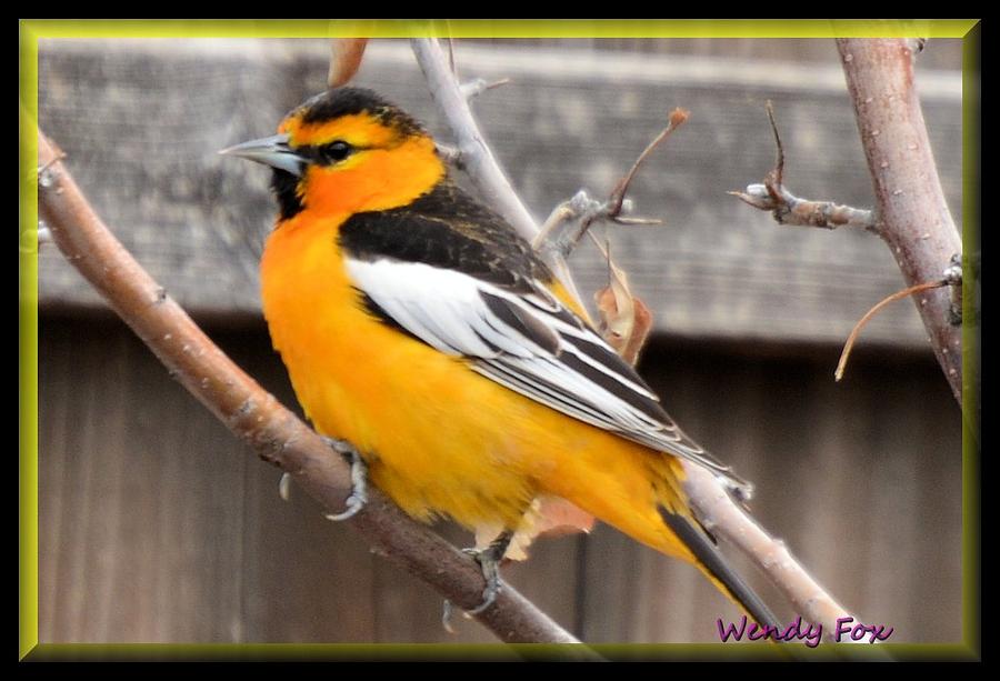 Oriole in Colorado Photograph by Wendy Fox - Fine Art America