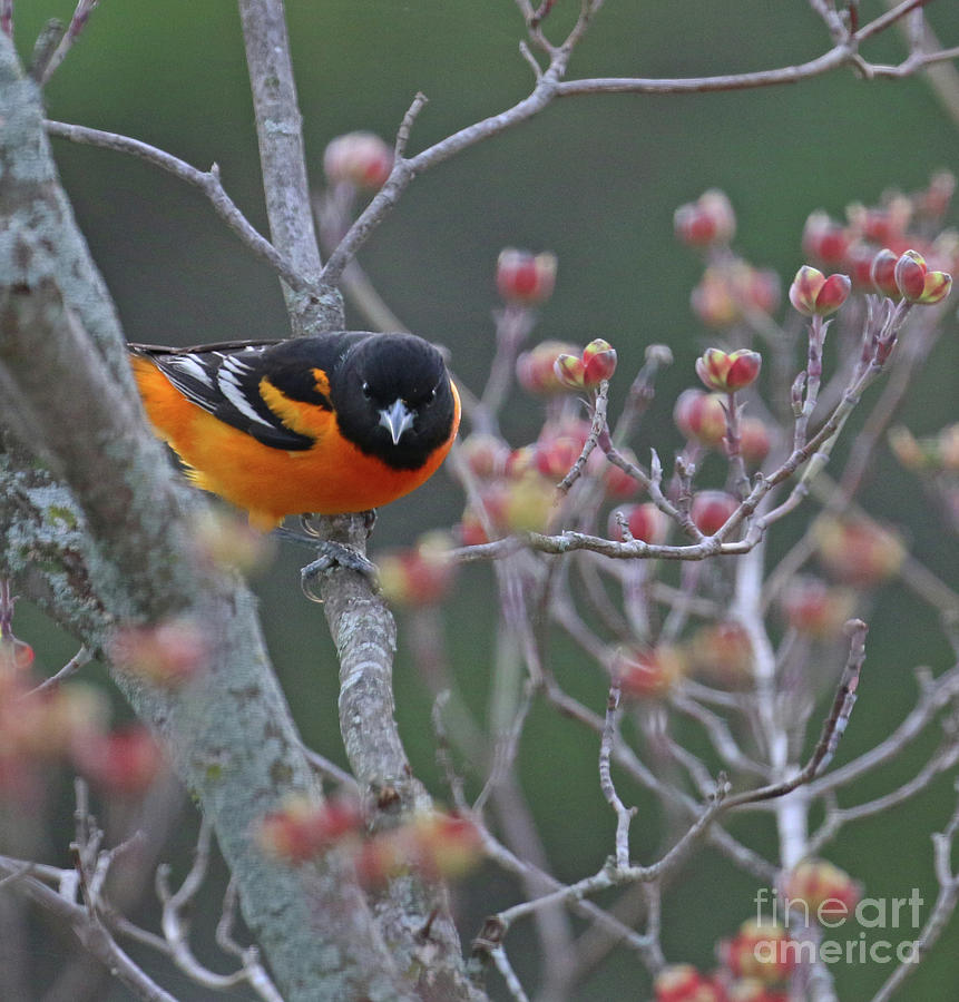 Oriole in Dogwood Tree  8982 Photograph by Jack Schultz