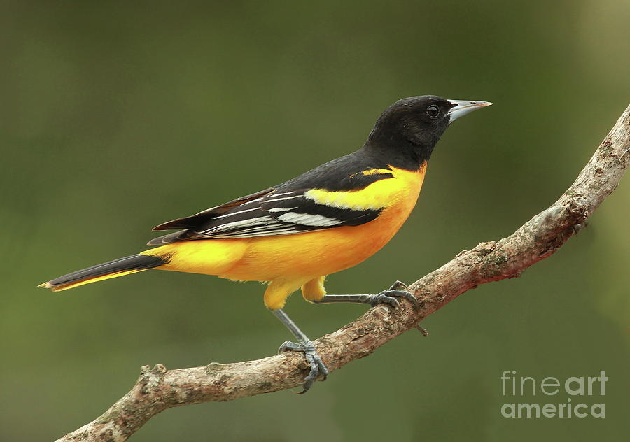 Oriole In May-1 Photograph By Gail Huddle - Fine Art America