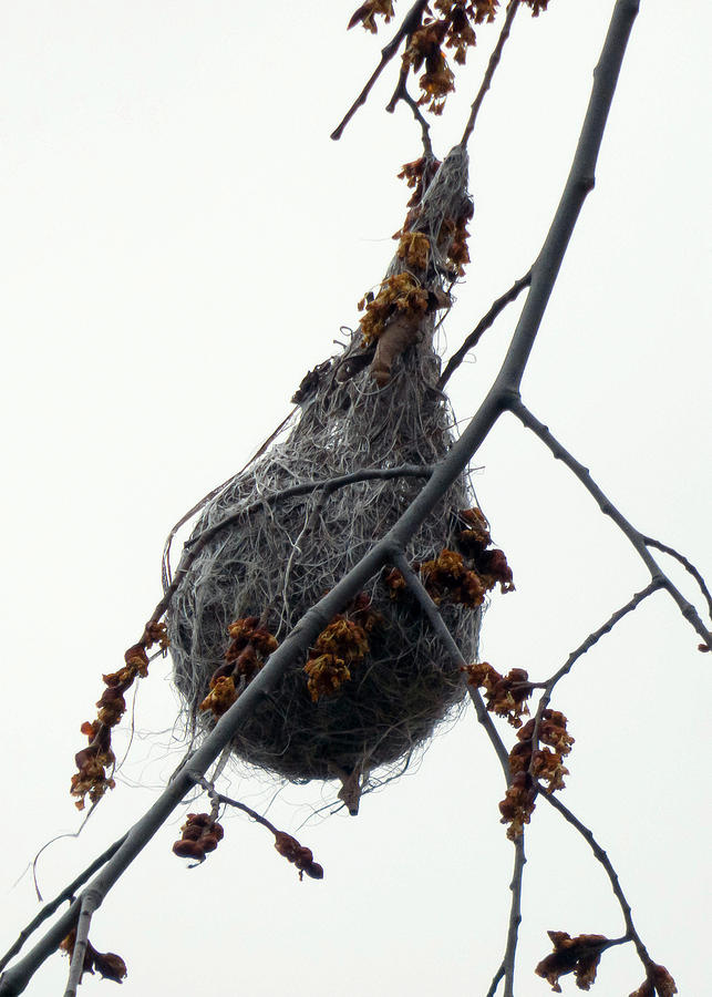 Oriole Nest Photograph by Leslie Montgomery