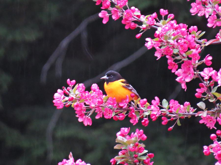 Oriole on Crabapple Photograph by MTBobbins Photography