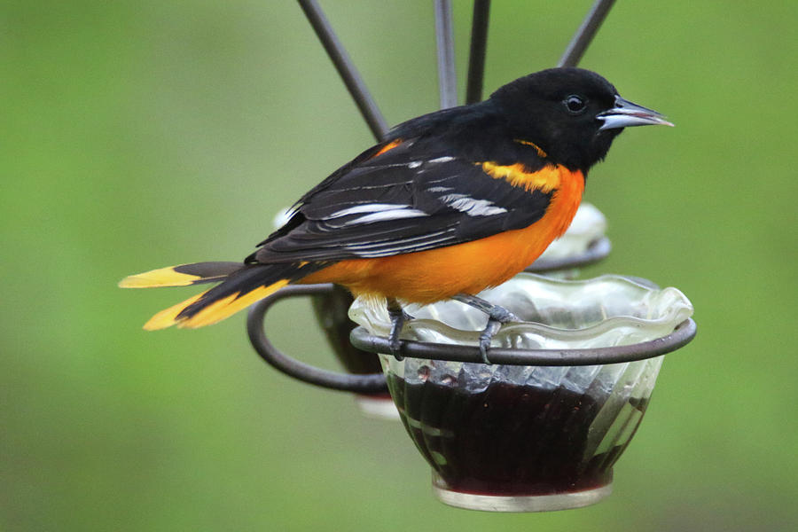 Oriole On Feeder  Photograph by Brook Burling