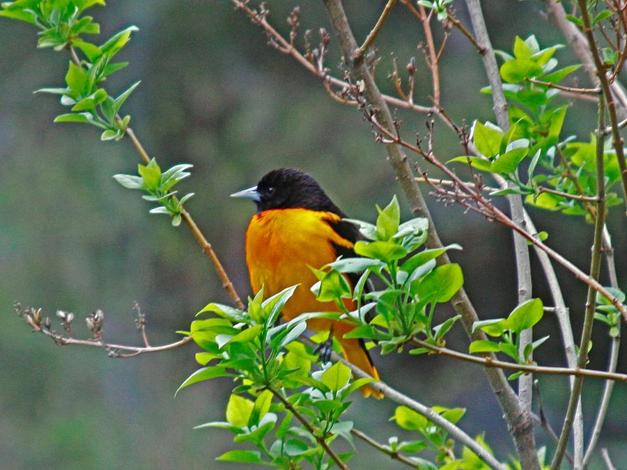 Oriole on the Lilac Photograph by Larry Capra