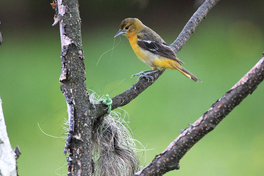 Oriole Pulling Cow Tail Hair  Photograph by Brook Burling