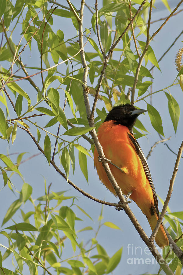 Oriole Spring Color Photograph by Natural Focal Point Photography