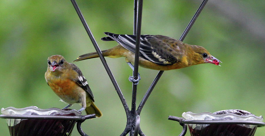 Orioles And Grape Jelly  Photograph by Brook Burling