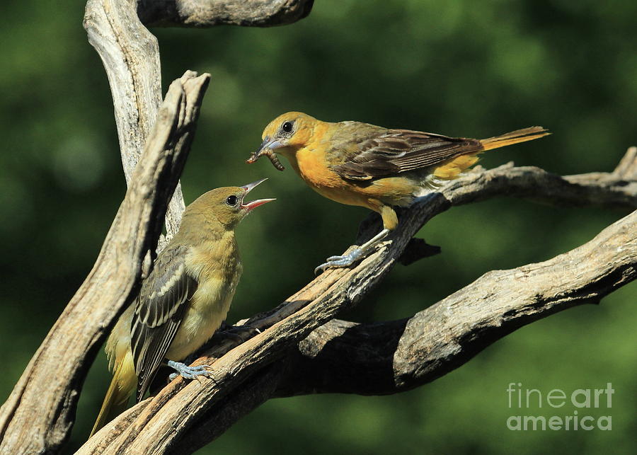 Orioles Taking Care-4 Photograph By Gail Huddle - Fine Art America