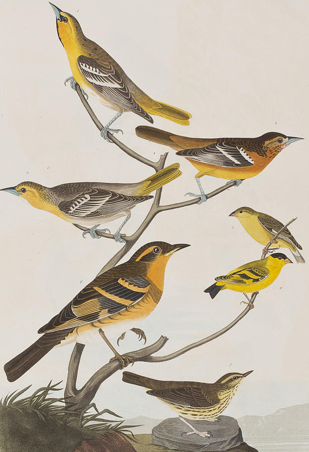 John James Audubon Painting - Orioles Thrushes and Goldfinches by John James Audubon