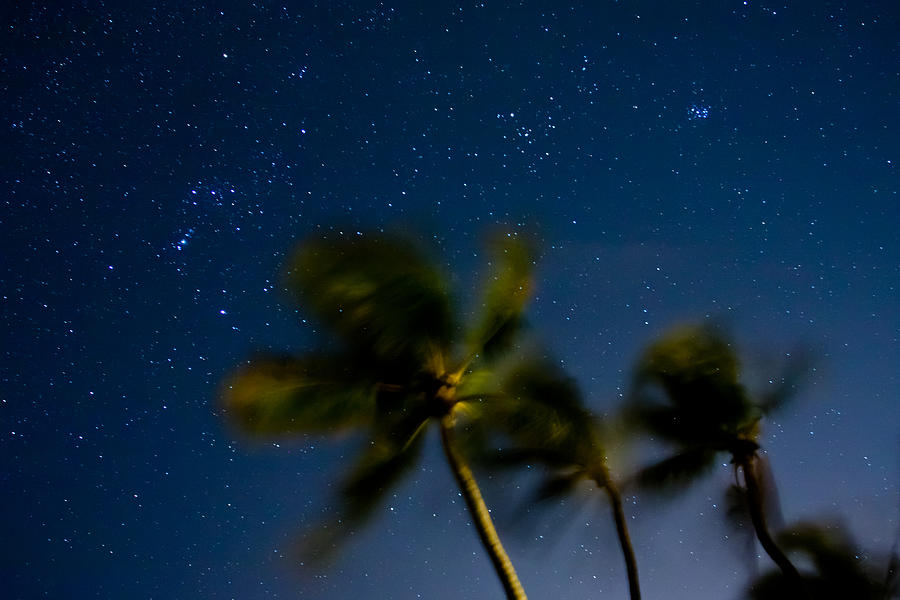 Orion and Windswept Palms Photograph by Adam Pender