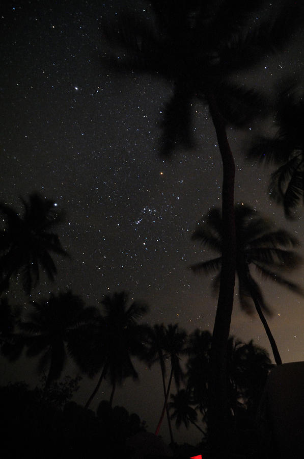 Orion Framed by Palms Photograph by Jonathan Sabin