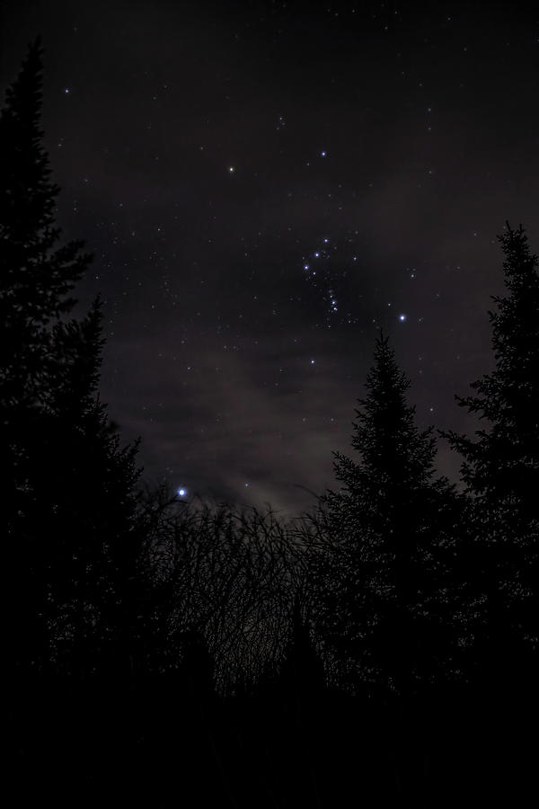 Orions Belt In The Pines Photograph by Dale Kauzlaric