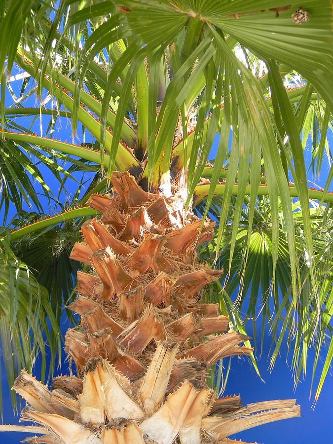 Orlando Palm Tree Closeup Photograph by Warren Thompson