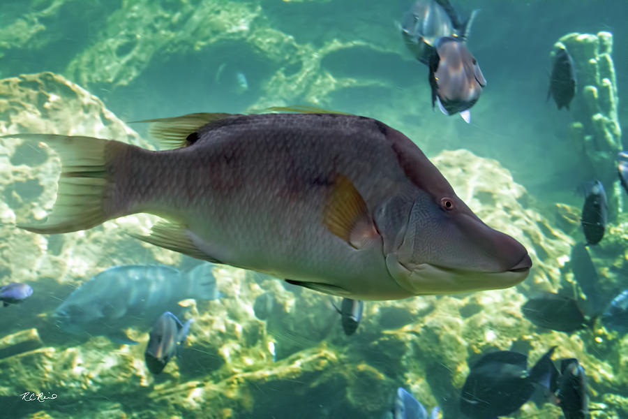 Orlando SeaWorld - Boxer Fish Making its Way Photograph by Ronald Reid