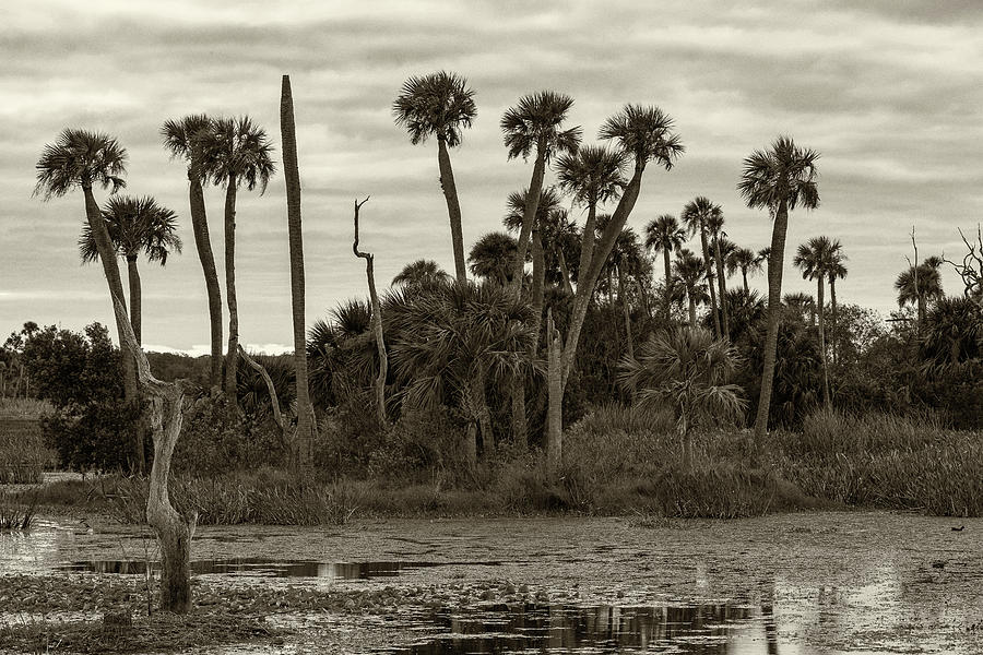 Orlando Wetlands Park Photograph by Stefan Mazzola