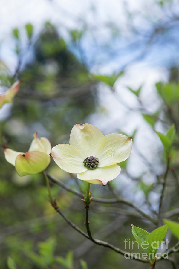 Ormond Dogwood Flower Photograph by Tim Gainey
