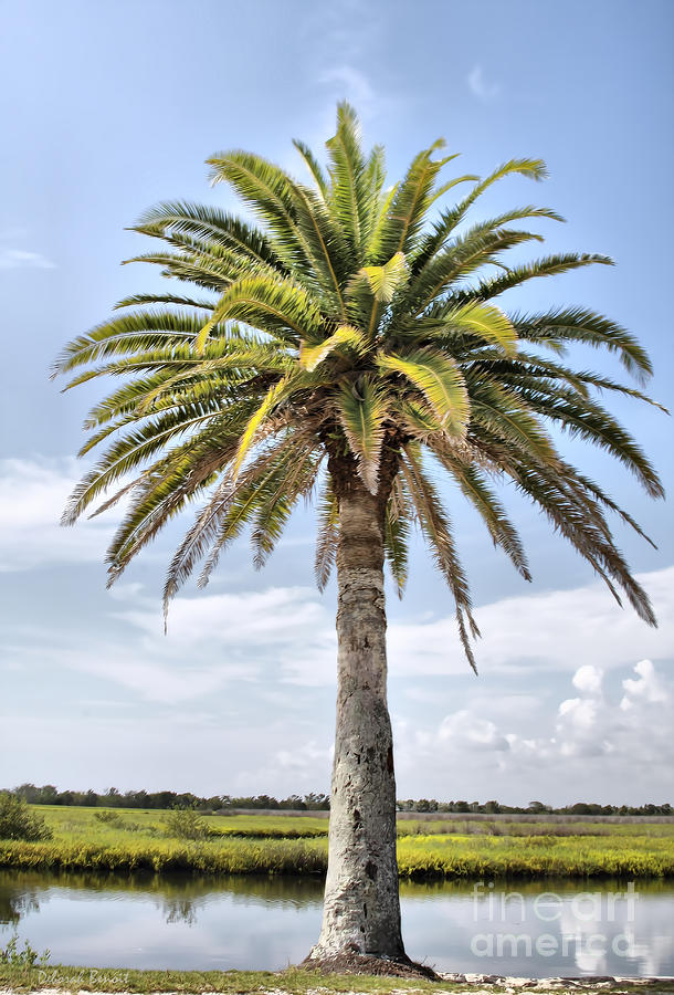 Ormond Loop Palm Photograph by Deborah Benoit