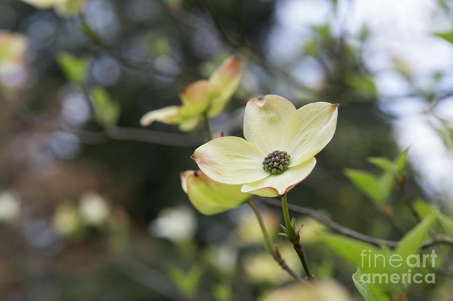 Flower Photograph - Ormonde Dogwood by Tim Gainey