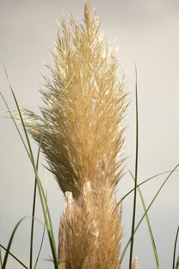 Plant Photograph - Ornaamental Grass by Gaby Swanson Plant Photograph - Ornaamental Grass by Gaby Swanson