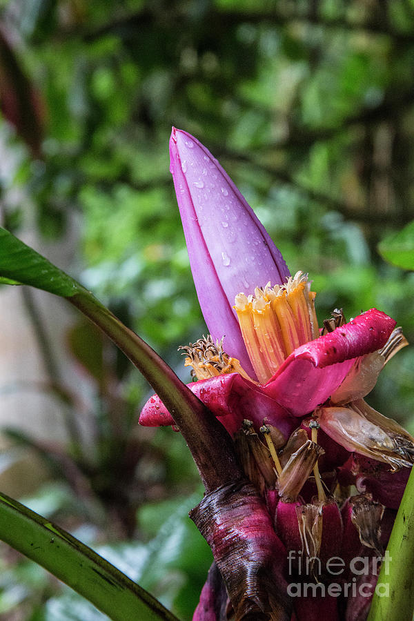 Ornamental Banana Flower Photograph by Kathy McClure