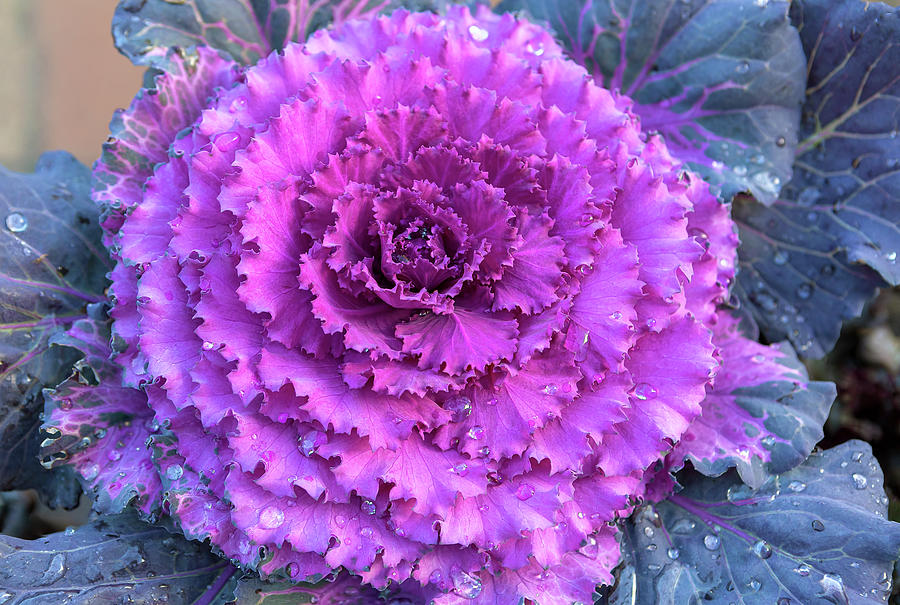 Ornamental Cabbage Closeup Photograph by David Gn