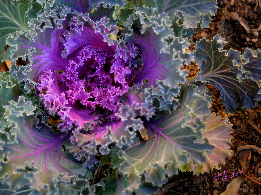 Ornamental Cabbage Photograph by Judi Quelland