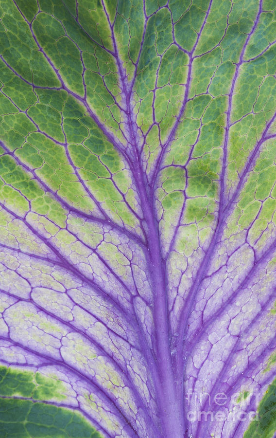 Ornamental Cabbage Leaf Photograph by Tim Gainey