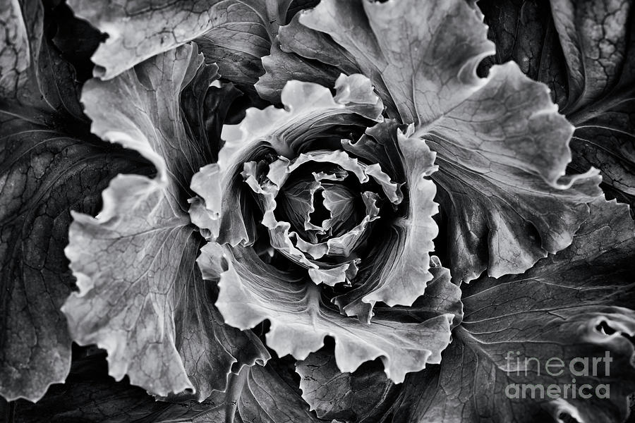 Ornamental Cabbage Monochrome  Photograph by Tim Gainey