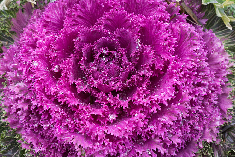 Ornamental Cabbage Photograph by Nick Mares
