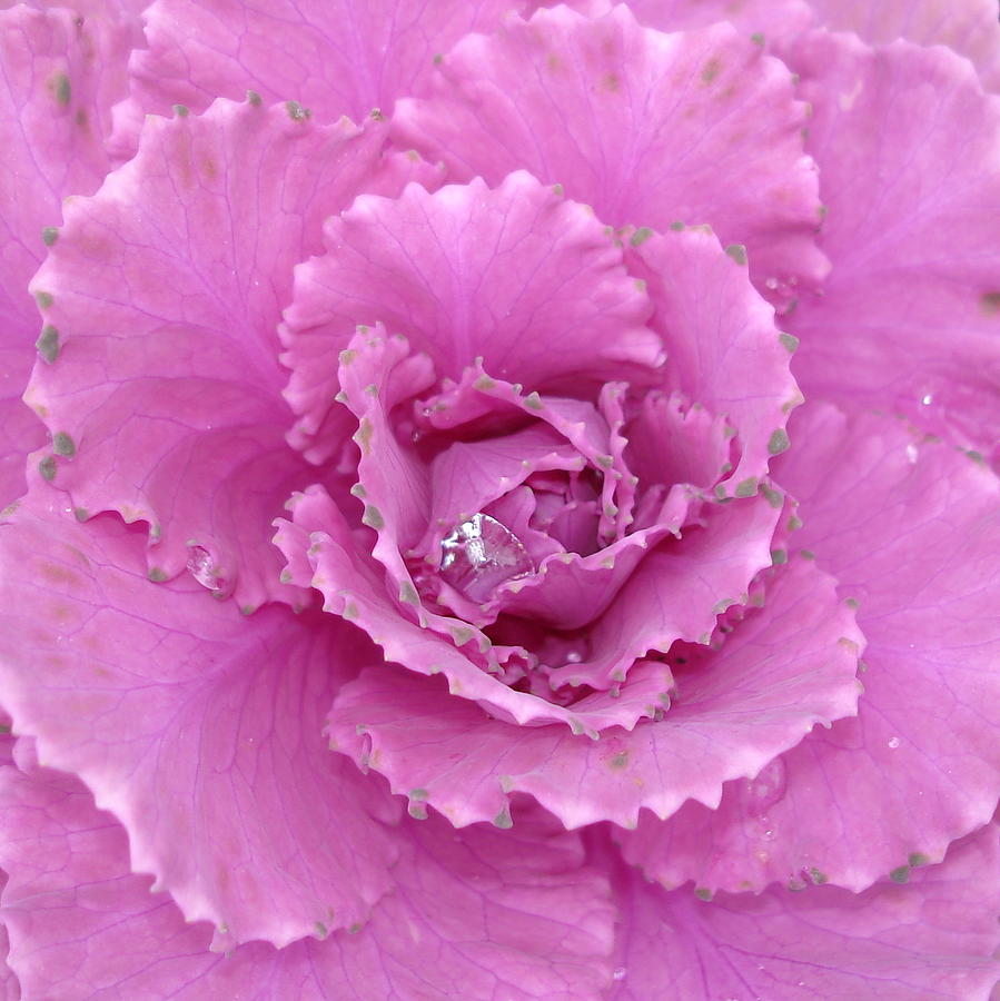 Ornamental Cabbage with Raindrops - Square Photograph by Carol Groenen