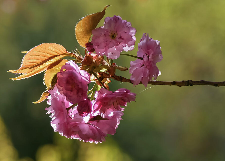 Ornamental Cherry Blossoms - Photograph by Julie Weber