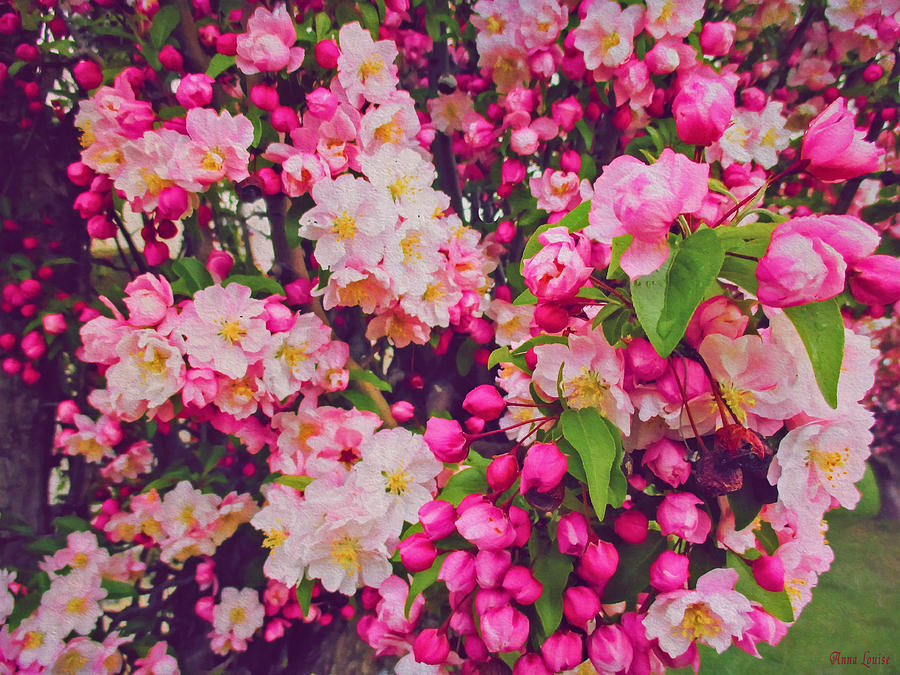 Ornamental Crabapple Blossoms 2 Photograph by Anna Louise