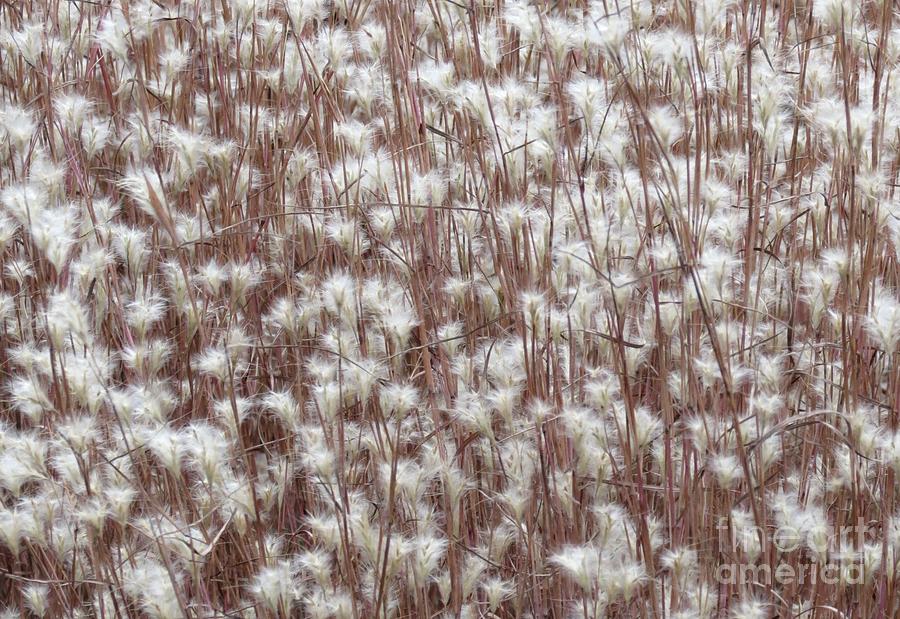 Ornamental Grass Photograph by Anita Adams