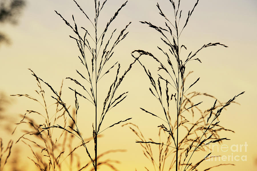 Nature Photograph - Ornamental Grass At Sunrise by Tim Gainey