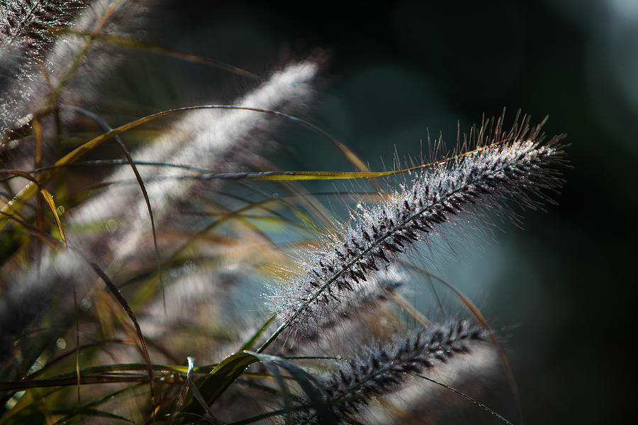 Ornamental Grass in Autumn Photograph by Steve Gravano
