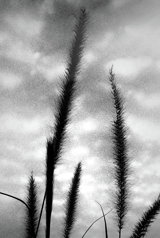 Ornamental Grass In Black And White Photograph by Kenneth Krolikowski