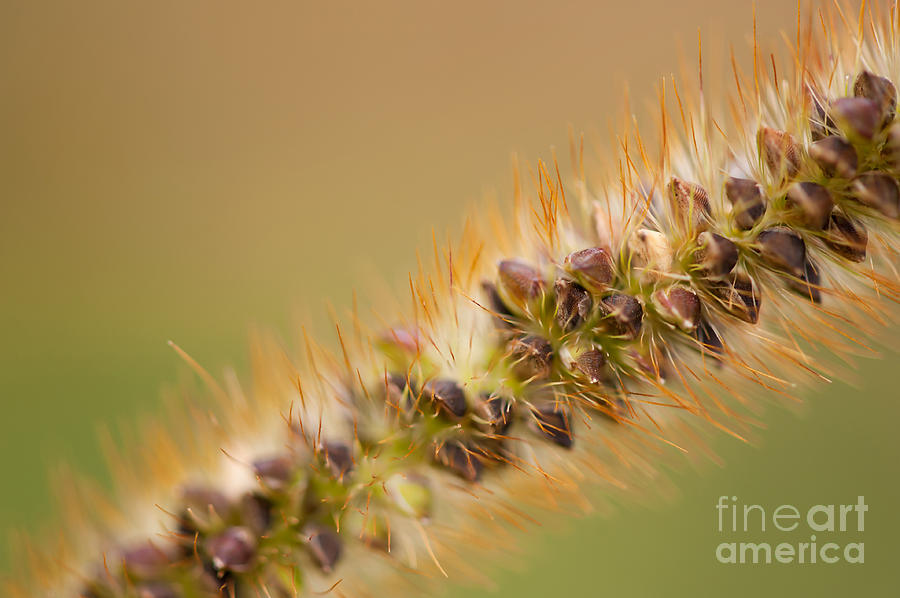 Nature Photograph - Ornamental grass seeds macro by Arletta Cwalina