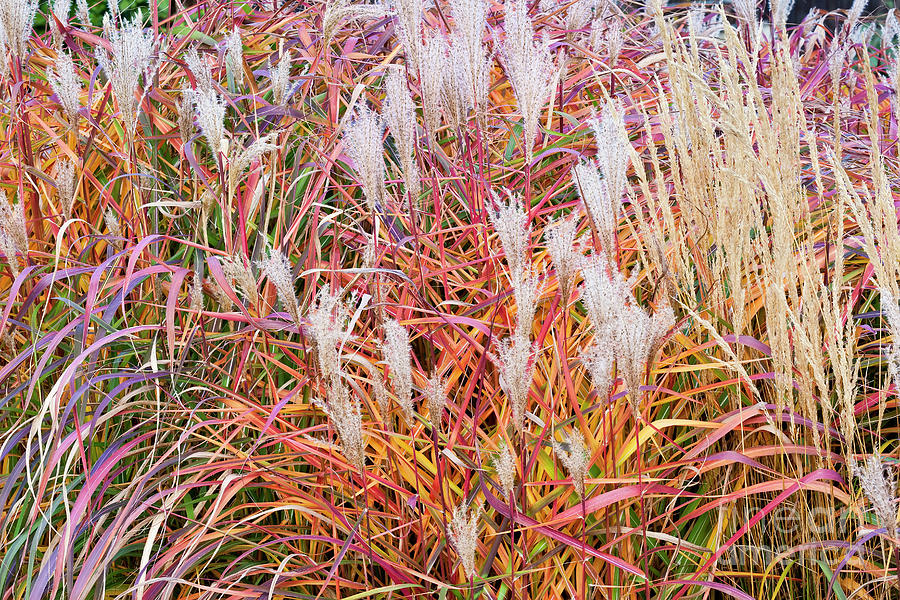 Ornamental Grasses Photograph by Alan L Graham