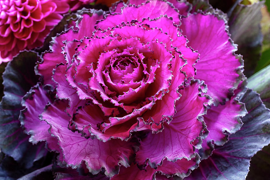 Nature Photograph - Ornamental Kale by Catherine Reading