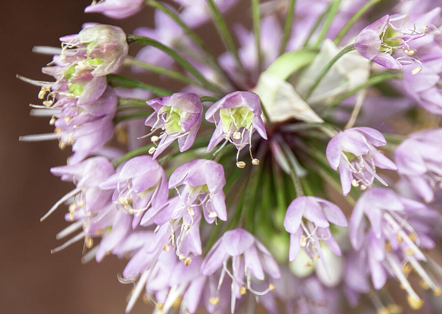 Ornamental Onion Flowering - Photograph by Julie Weber