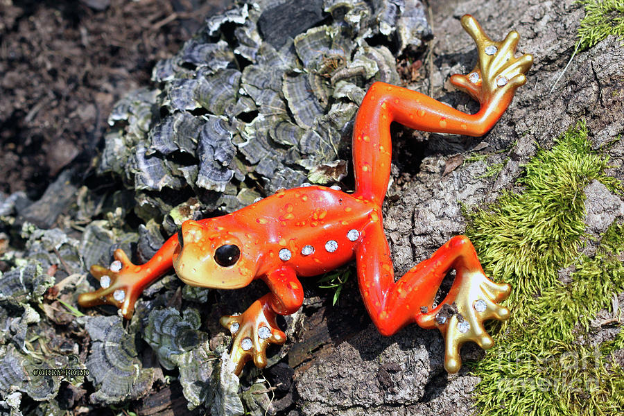 Ornamental Orange Frog Painting by Corey Ford