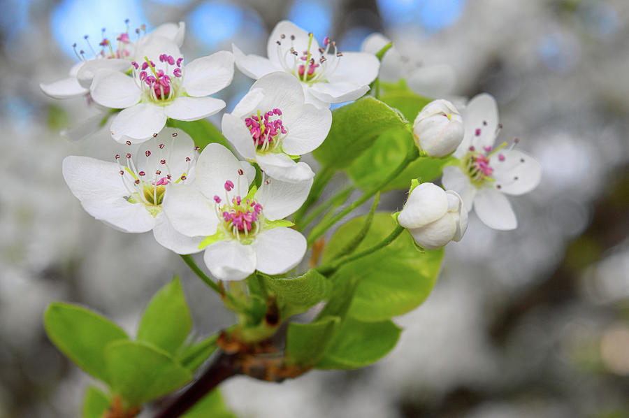 Ornamental Pear Flowers Photograph by Christopher Cockfield - Pixels