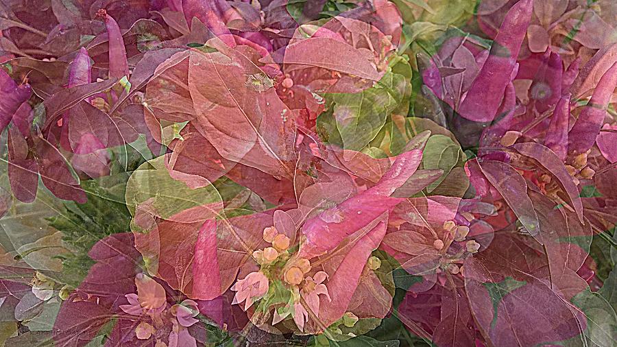 Ornamental Peppers and Hibiscus Collage Photograph by Kathy Barney