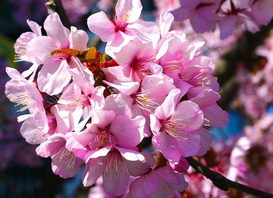 Ornamental Plum Blossoms Photograph by Polly Castor
