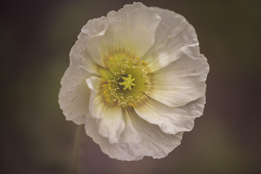 Ornamental Poppy Photograph by Thomas Young
