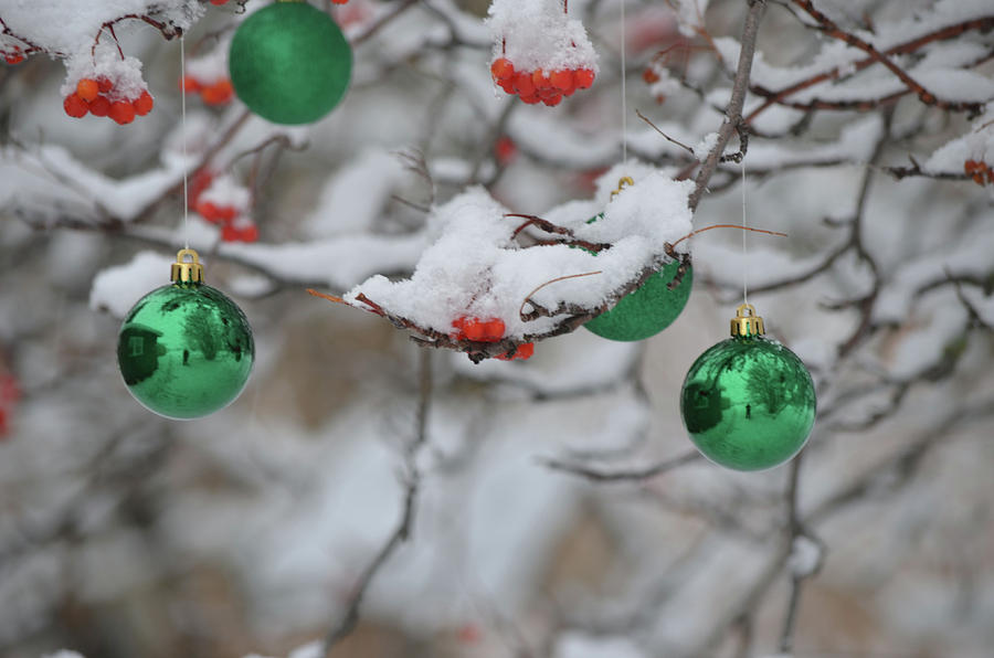 Ornaments and Ash Berries Photograph by Whispering Peaks Photography