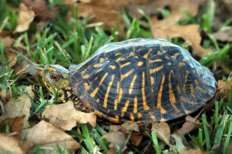 Ornate Box Turtle Photograph by Sheila Brown