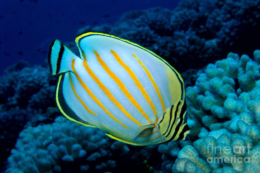 Butterflyfish Photograph - Ornate Butterflyfish by Ed Robinson - Printscapes