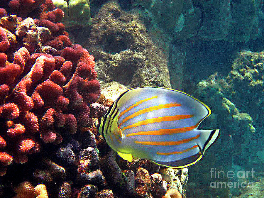Ornate Butterflyfish on the Reef Photograph by Bette Phelan
